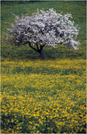 click for detailed view thumbnail